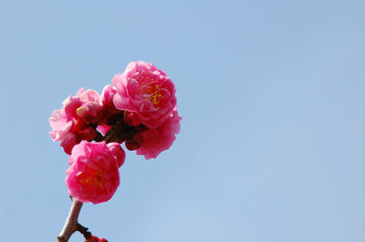 Low angle view of pink flowers against clear sky