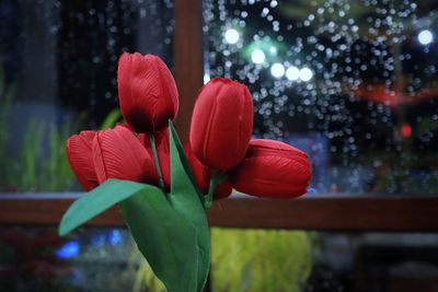 Close-up of red tulips