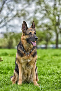 Dog looking away on field