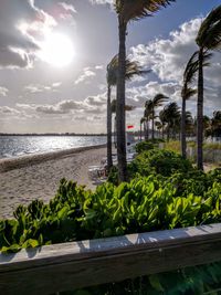 Palm trees by swimming pool against sky