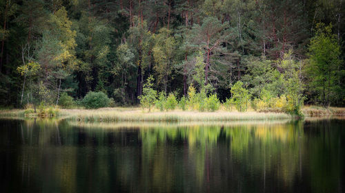 Scenic view of lake in forest