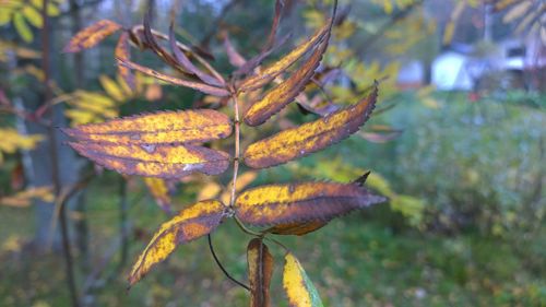 Close-up of plant against blurred background