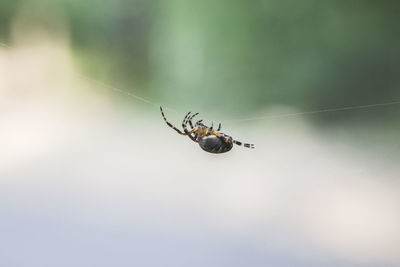 Close-up of spider on web