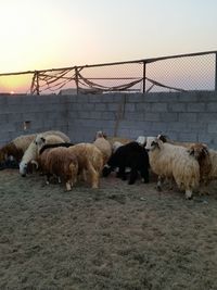 Sheep in pen