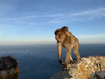 Monkey on rock by sea against sky
