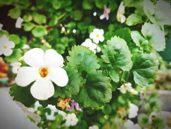 Close-up of white flowering plant