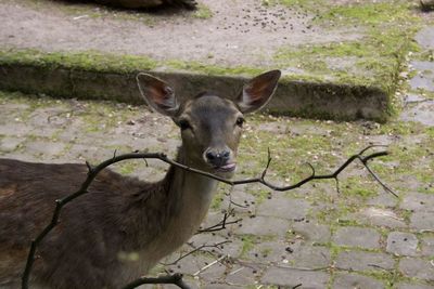 Portrait of deer standing by plants