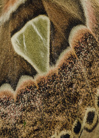 Close-up of cat