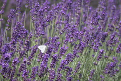 Close-up of purple flowering plants