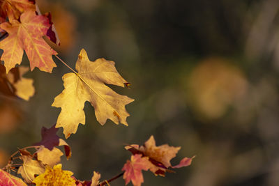 Close-up of maple leaves against blurred background