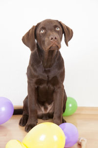 Portrait of dog with ball at home