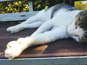 Close-up of cat sleeping