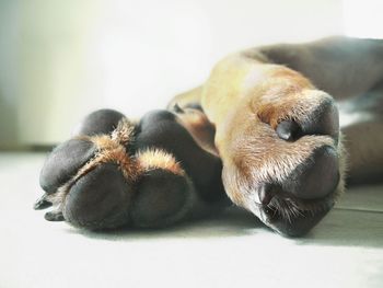 Close-up of dog relaxing