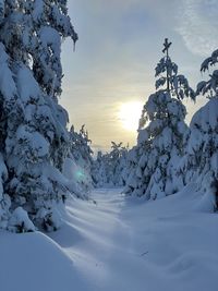 Snow covered plants against sky during sunset