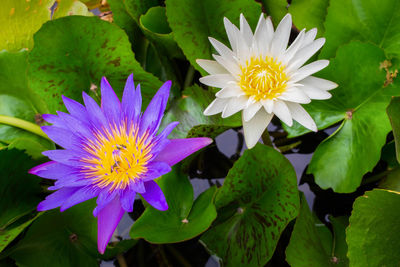 Close-up of flowers blooming outdoors