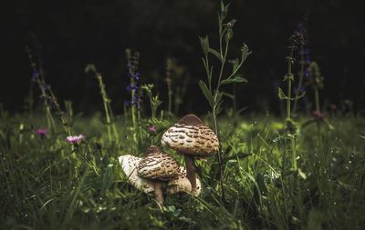 Close-up of mushrooms on field