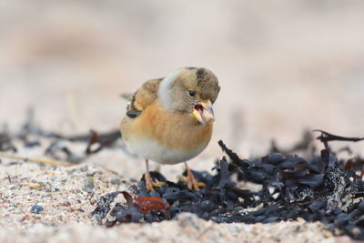 Close-up of bird perching on a field