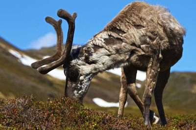 Reindeer grazing on field