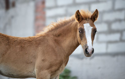 Close-up of horse standing outdoors