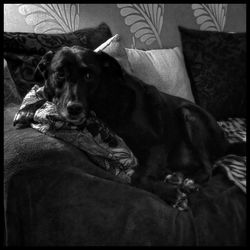 Portrait of dog lying on sofa