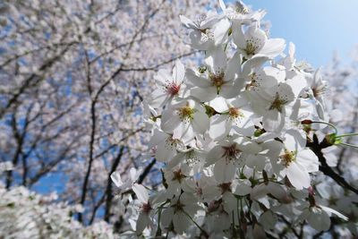 Close-up of white cherry blossoms in spring