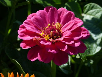 Close-up of pink flower