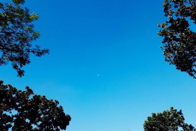 Low angle view of trees against blue sky
