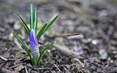 Close-up of purple flower
