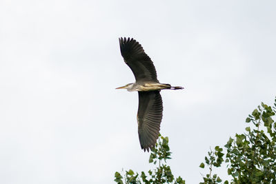 Low angle view of bird flying in sky