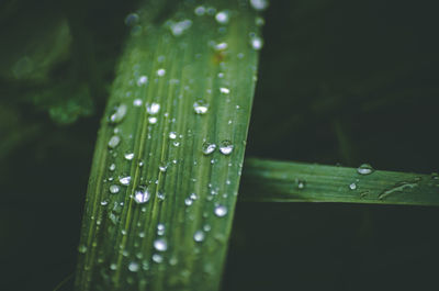 Close-up of raindrops on leaf