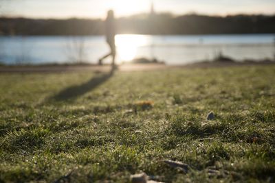 Scenic view of grassy field at sunset