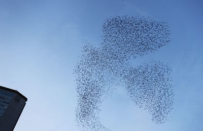 Low angle view of birds flying against blue sky