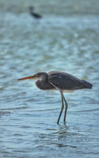 Bird in water