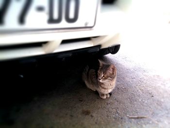 Close-up of cat looking away