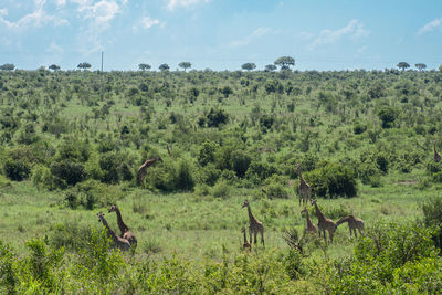 Scenic view of trees on field against sky