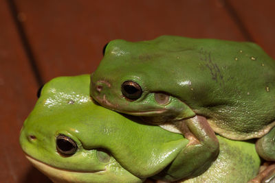 Close-up of green frogs mating on pier