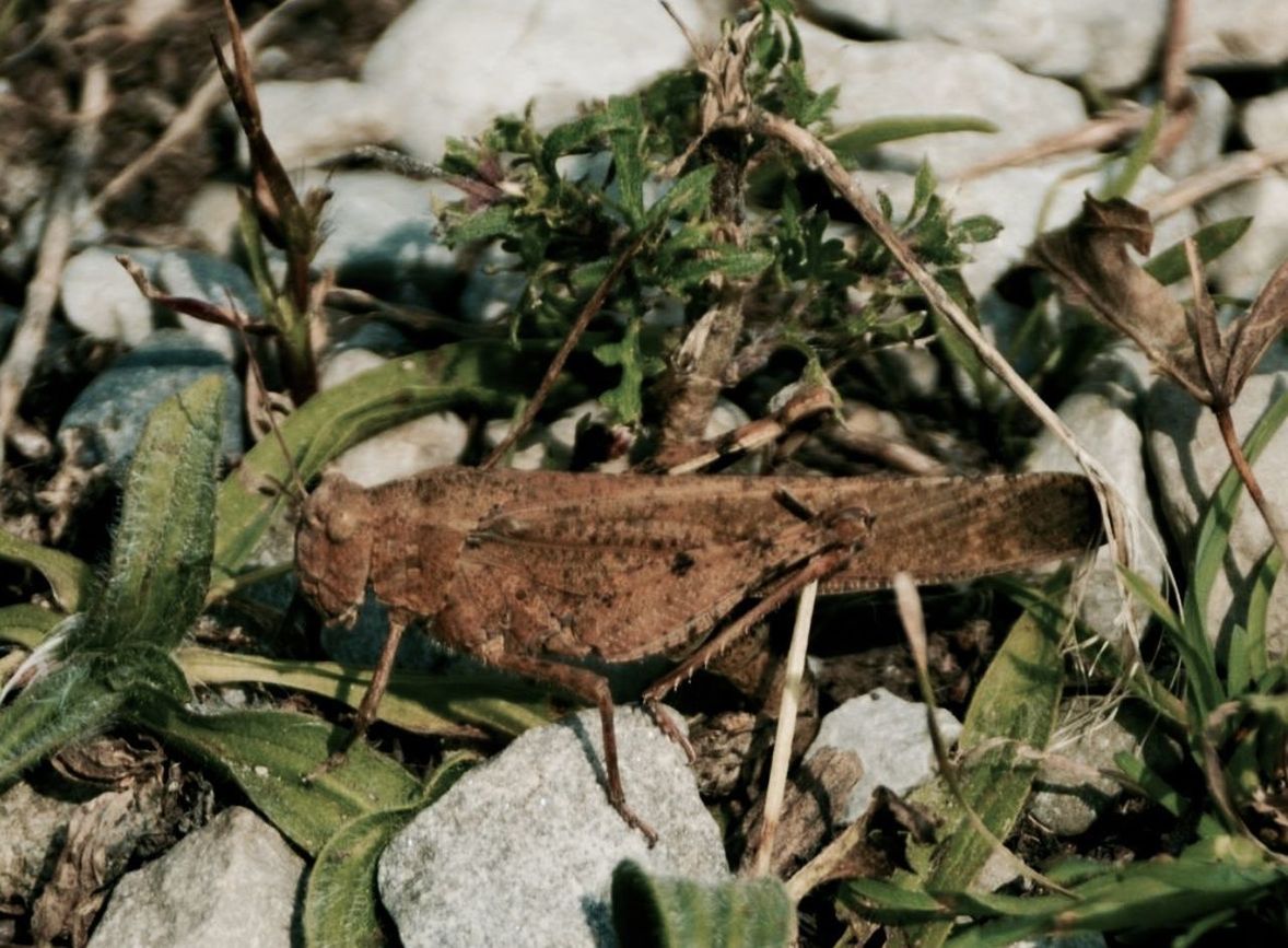 CLOSE-UP OF INSECT ON PLANTS