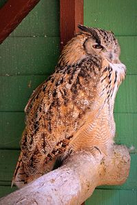 Close-up of owl perching outdoors