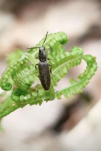 Close-up of insect on leaf