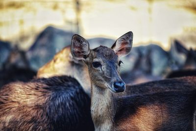 Close-up of deer