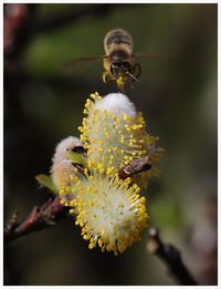 Close-up of bee pollinating on yellow flower