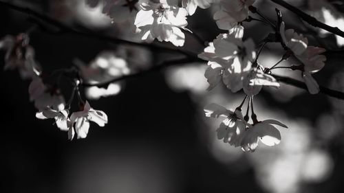 Close-up of white flowers blooming on tree