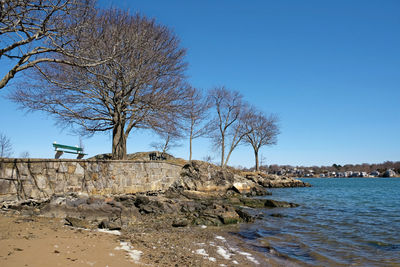 Bare tree on shore against clear blue sky