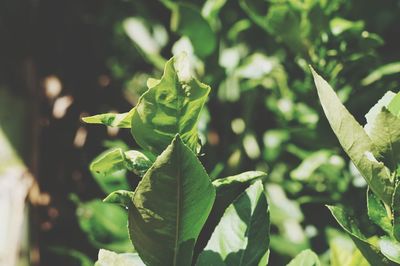 Close-up of green leaves