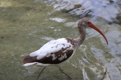 High angle view of brown white ibis in lake
