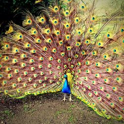 Peacock in field