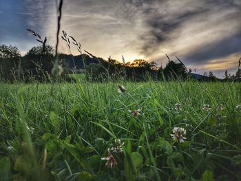 Grass growing on field against sky