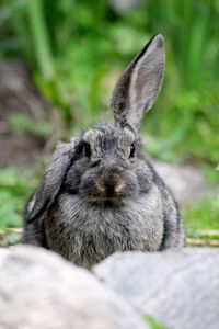Close-up of an bunny
