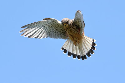 Low angle view of eagle flying against clear blue sky