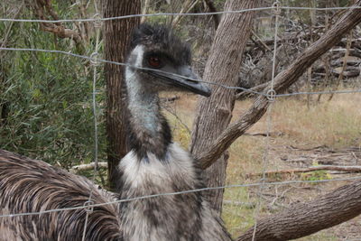 Close-up of bird in cage